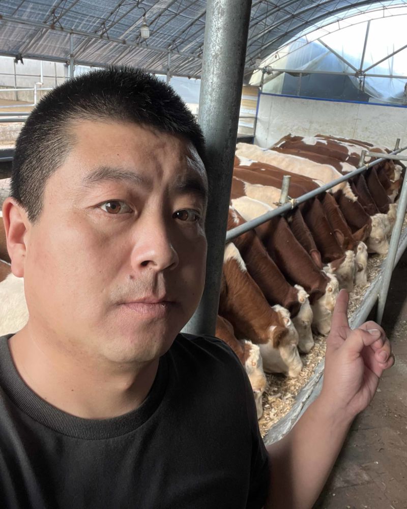 吉林改良牛，西门塔尔。400-500斤，育肥质量小公牛。