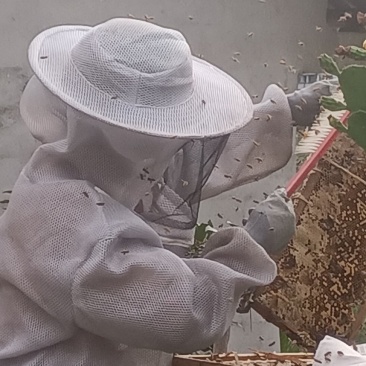 贵州土蜂蜜自己家里养的***正宗土蜂蜜