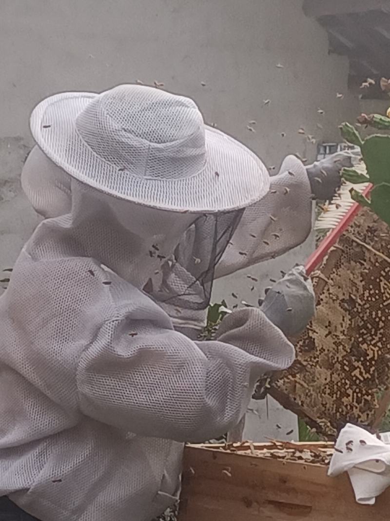 贵州土蜂蜜自己家里养的***正宗土蜂蜜