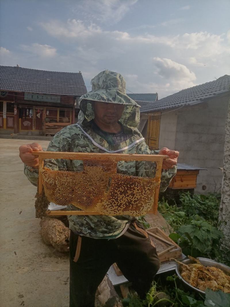 贵州土蜂蜜自己家里养的***正宗土蜂蜜