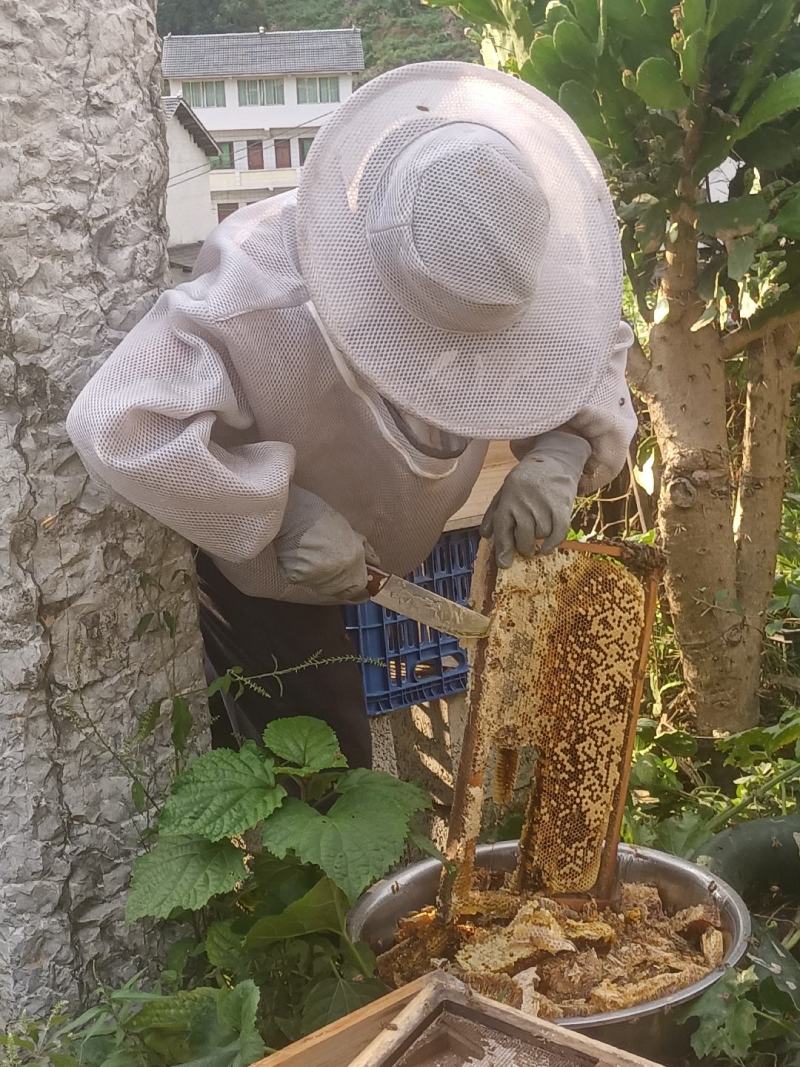 贵州土蜂蜜自己家里养的***正宗土蜂蜜