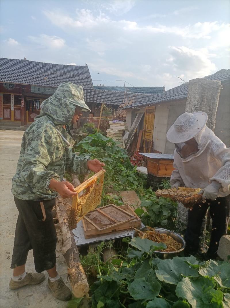 贵州土蜂蜜自己家里养的***正宗土蜂蜜