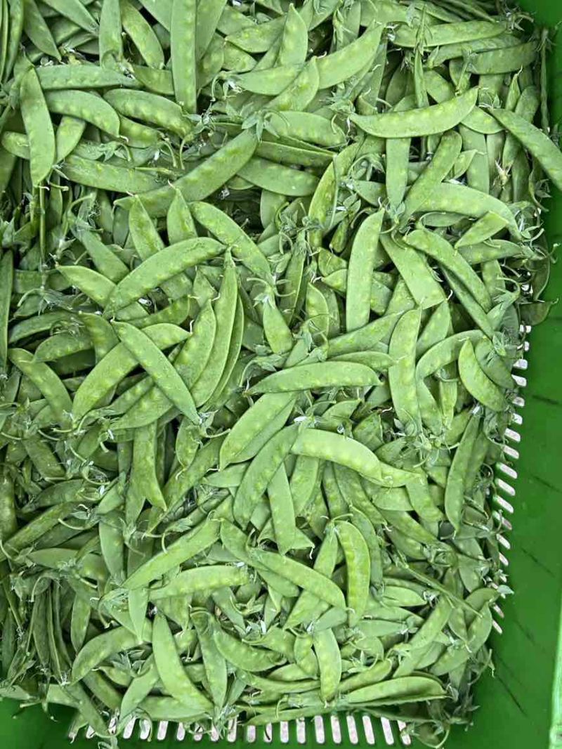 全年供货价格美丽各等级均有量大货稳全国发车