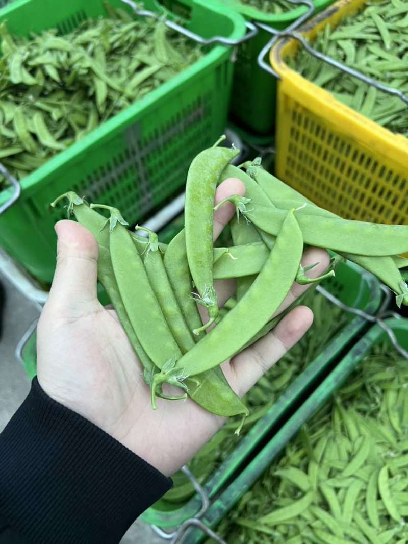 全年供货价格美丽各等级均有量大货稳全国发车