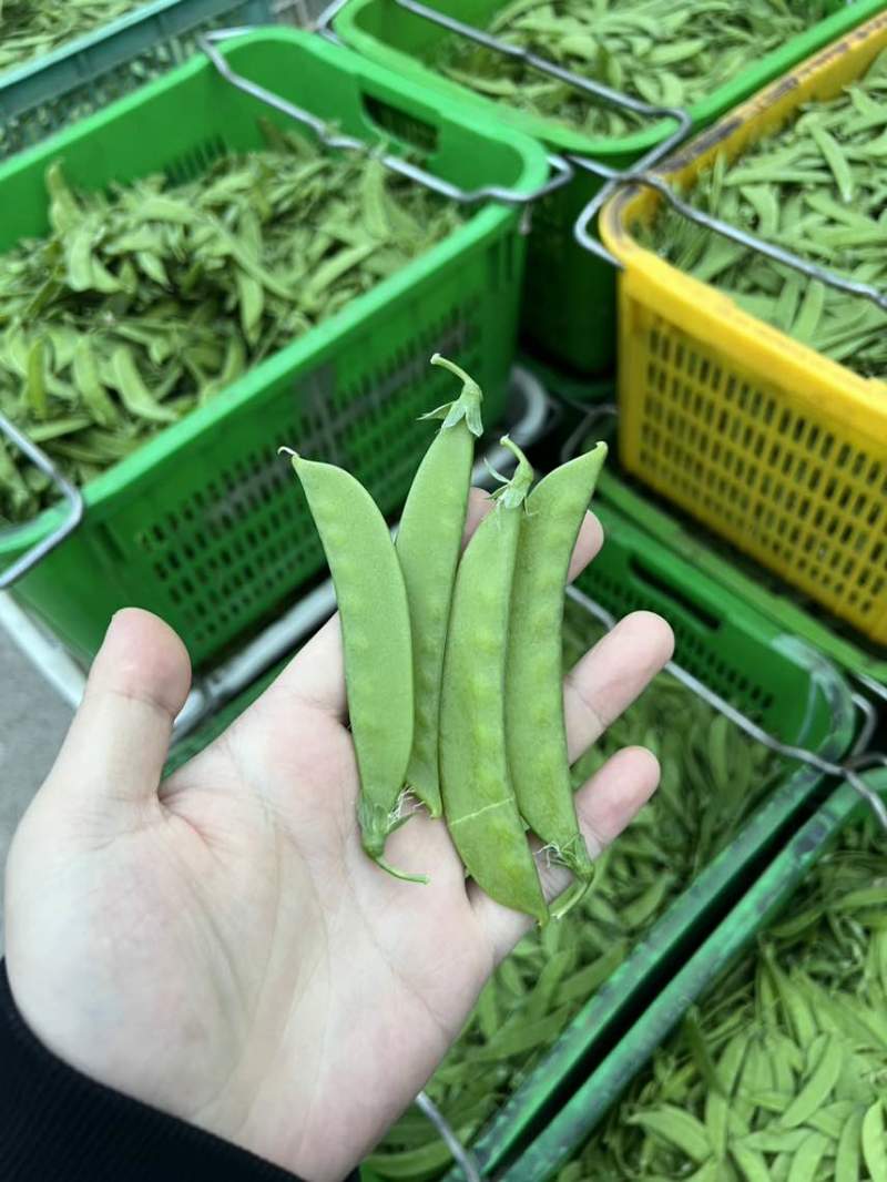 全年供货价格美丽各等级均有量大货稳全国发车