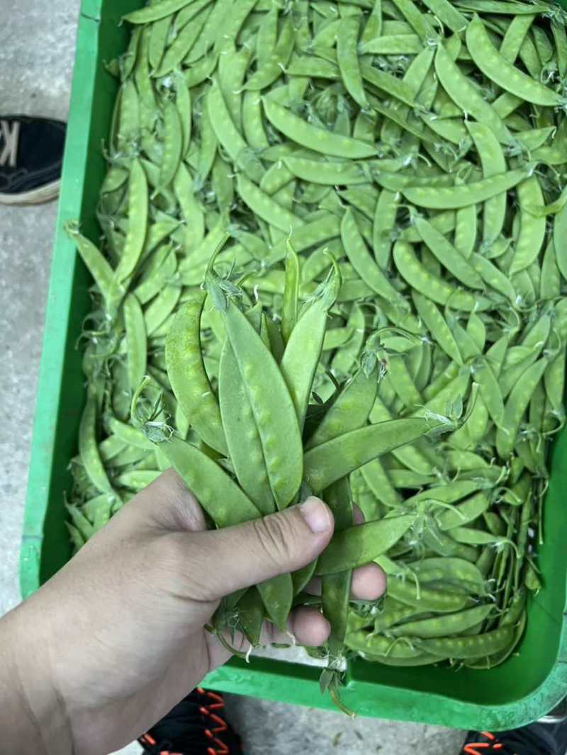 全年供应源头基地电商货好货精品货各平台供货均可