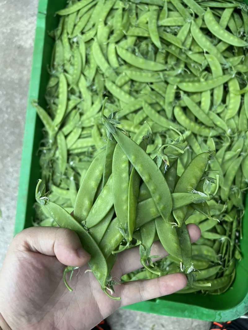 全年供应源头基地电商货好货精品货各平台供货均可