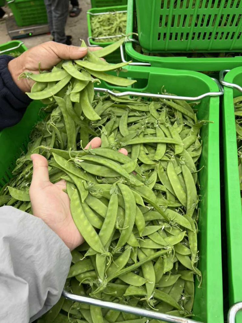 全年供应源头基地电商货好货精品货各平台供货均可