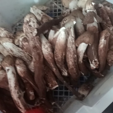 大量野生鸡枞菌