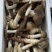 大量野生鸡枞菌