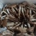 大量野生鸡枞菌