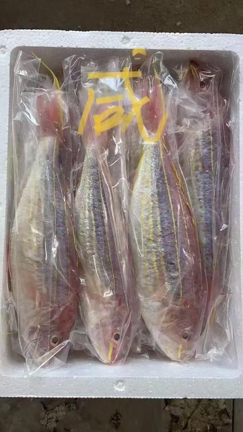 咸鱼**（金丝鱼）