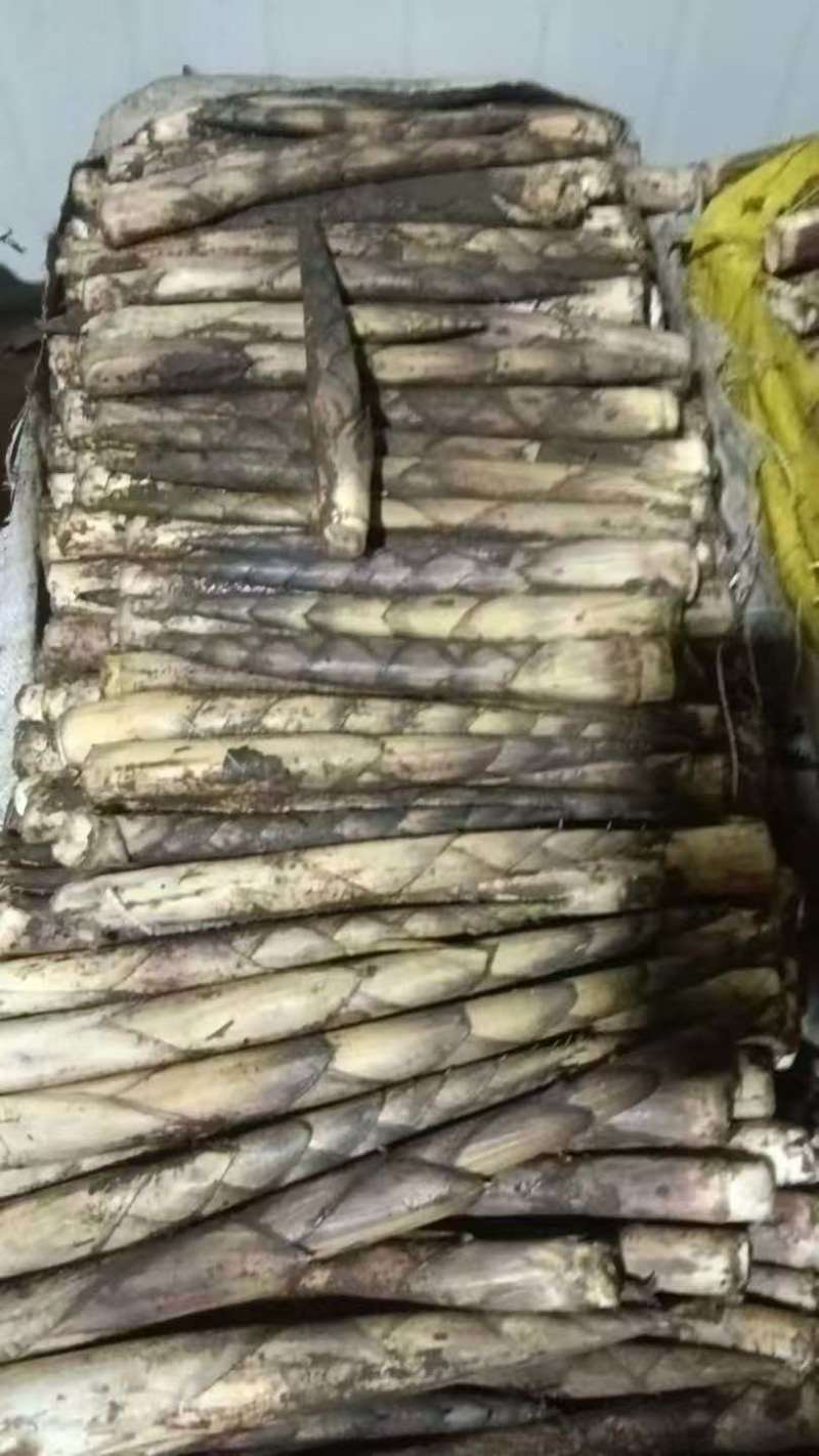 方竹笋批发