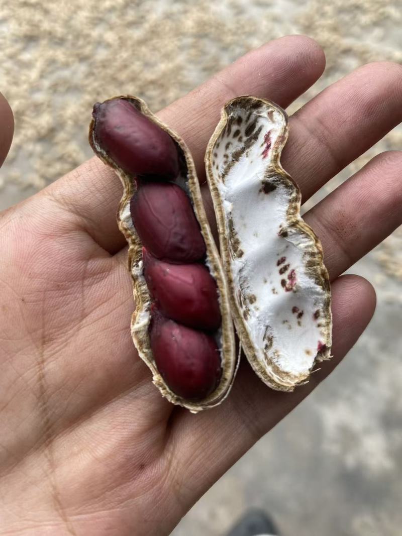 丽江黑花生