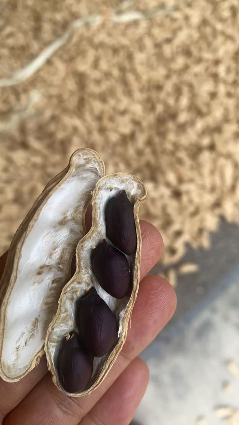 丽江黑花生
