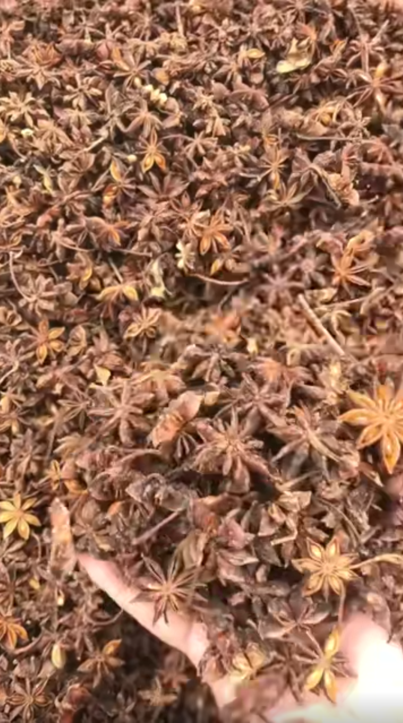 广西大红八角