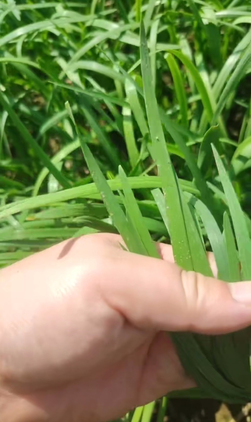 头刀新韭菜