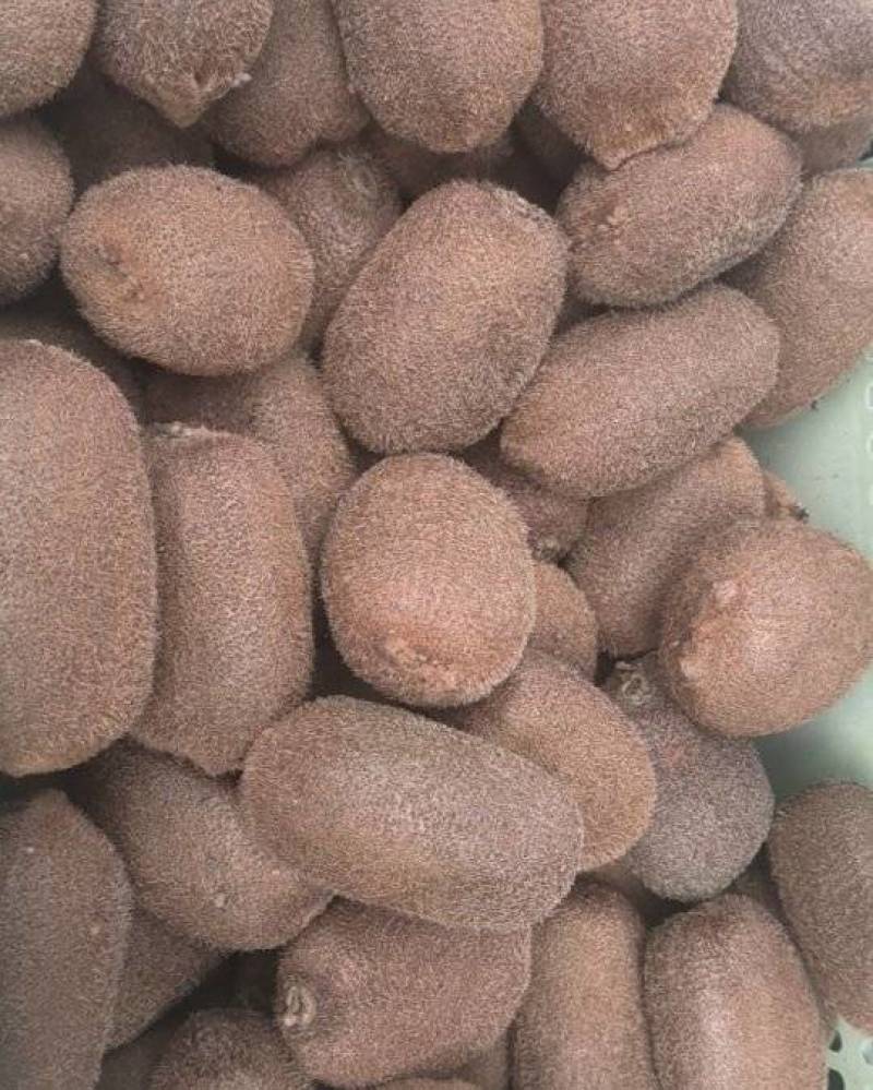 贵州修文猕猴桃