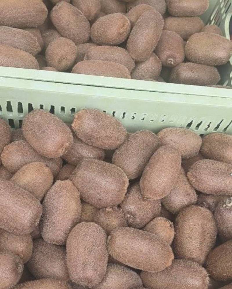 贵州修文猕猴桃