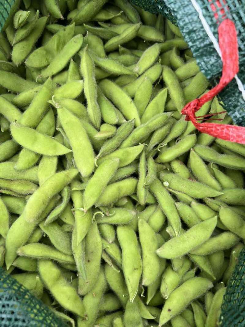 精品大青豆