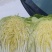 大白菜