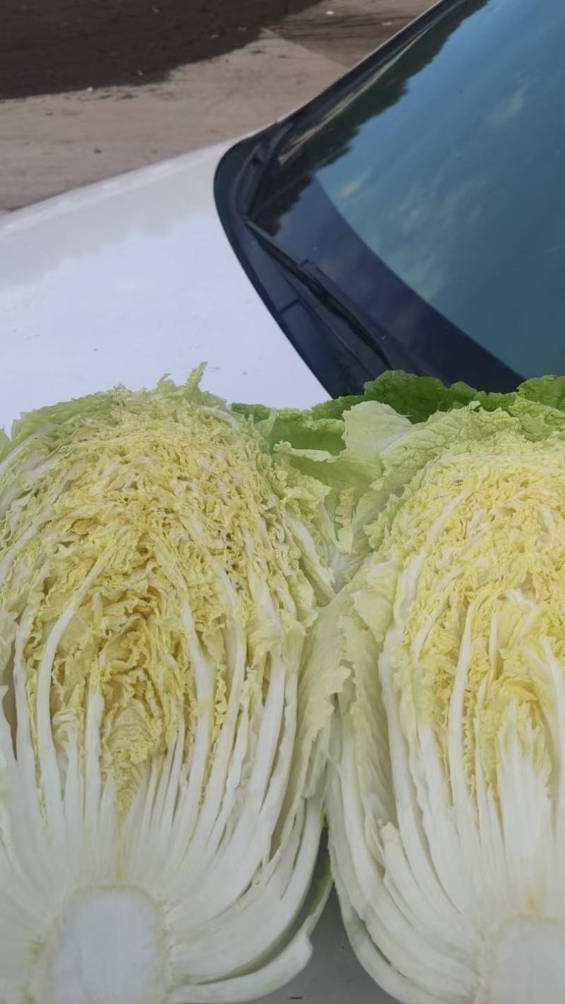 大白菜