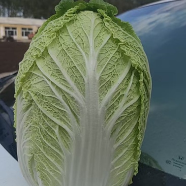 大白菜