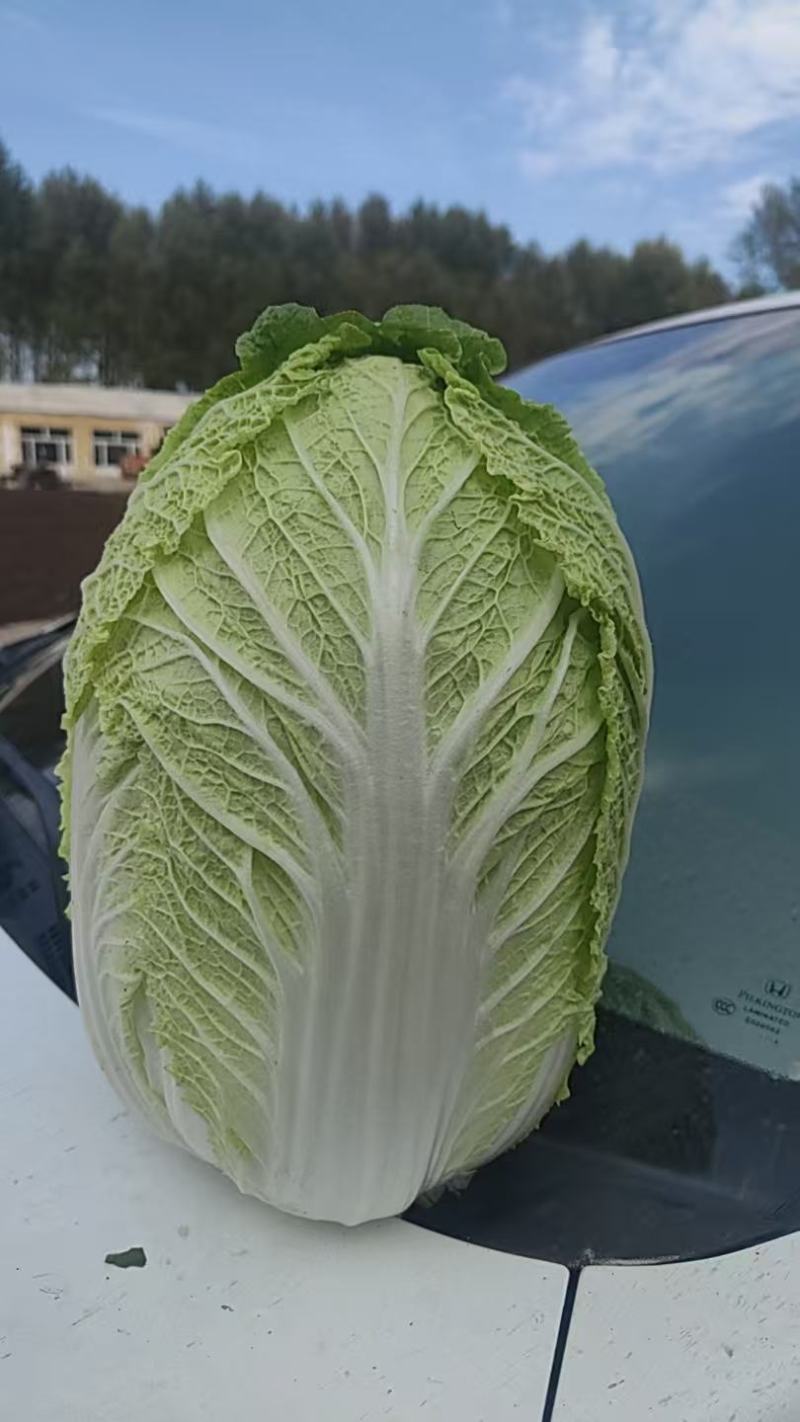 大白菜