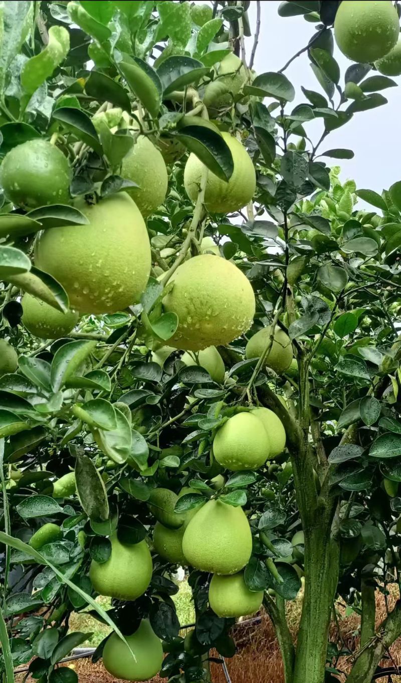 西双版纳傣柚子