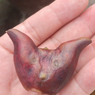 大红菱角