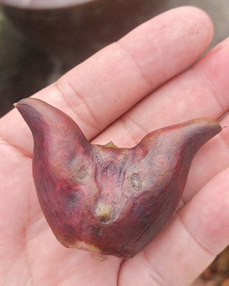 大红菱角