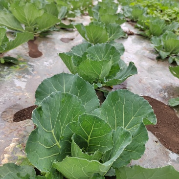 小铁头