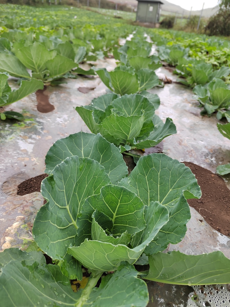 小铁头