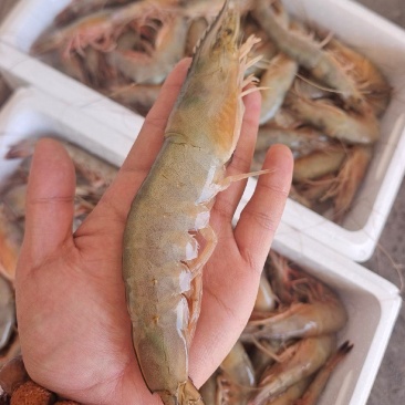 海捕大对虾