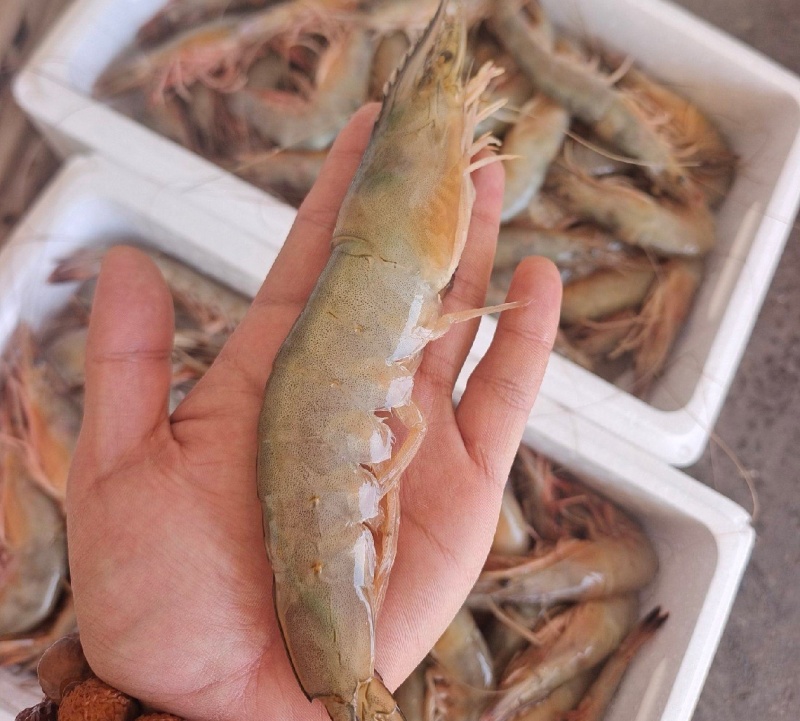 海捕大对虾