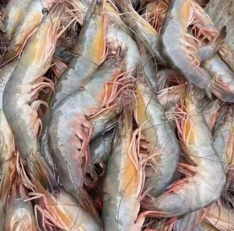 海捕大对虾