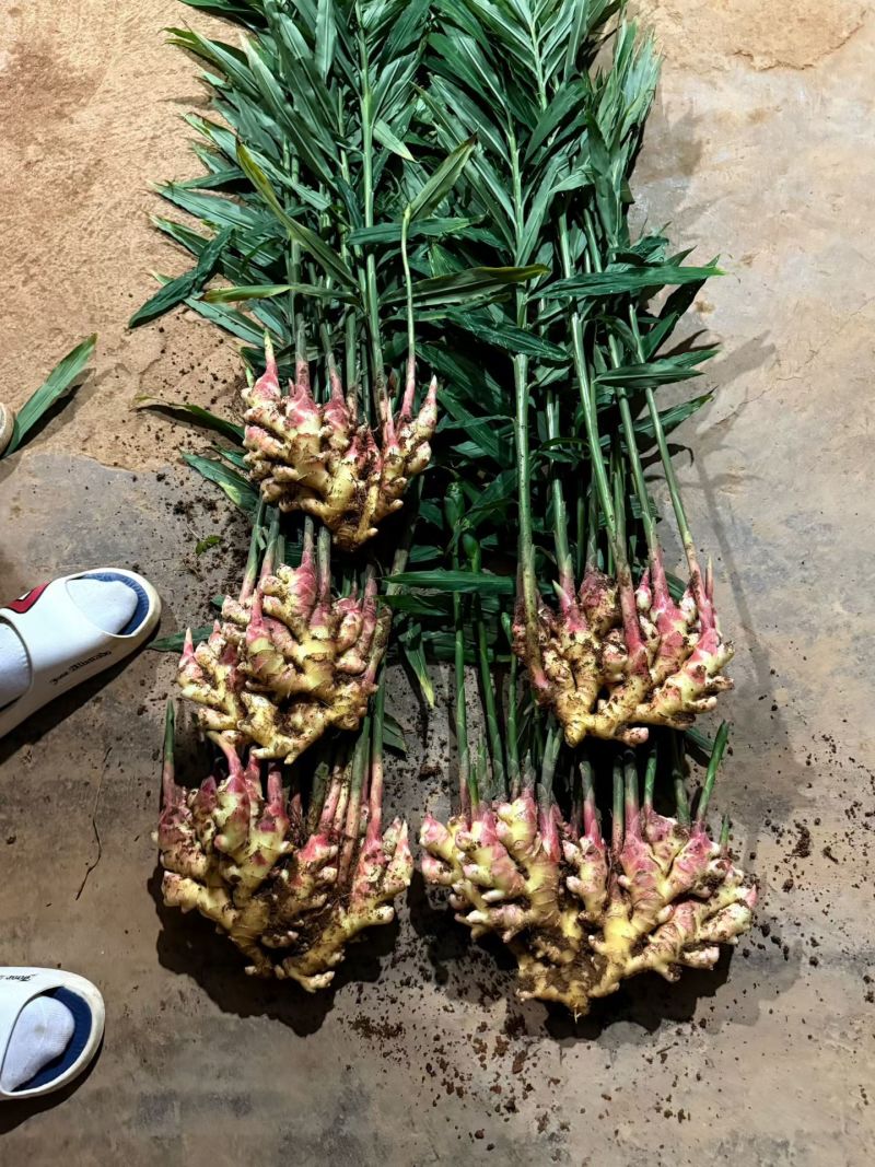 云南生姜