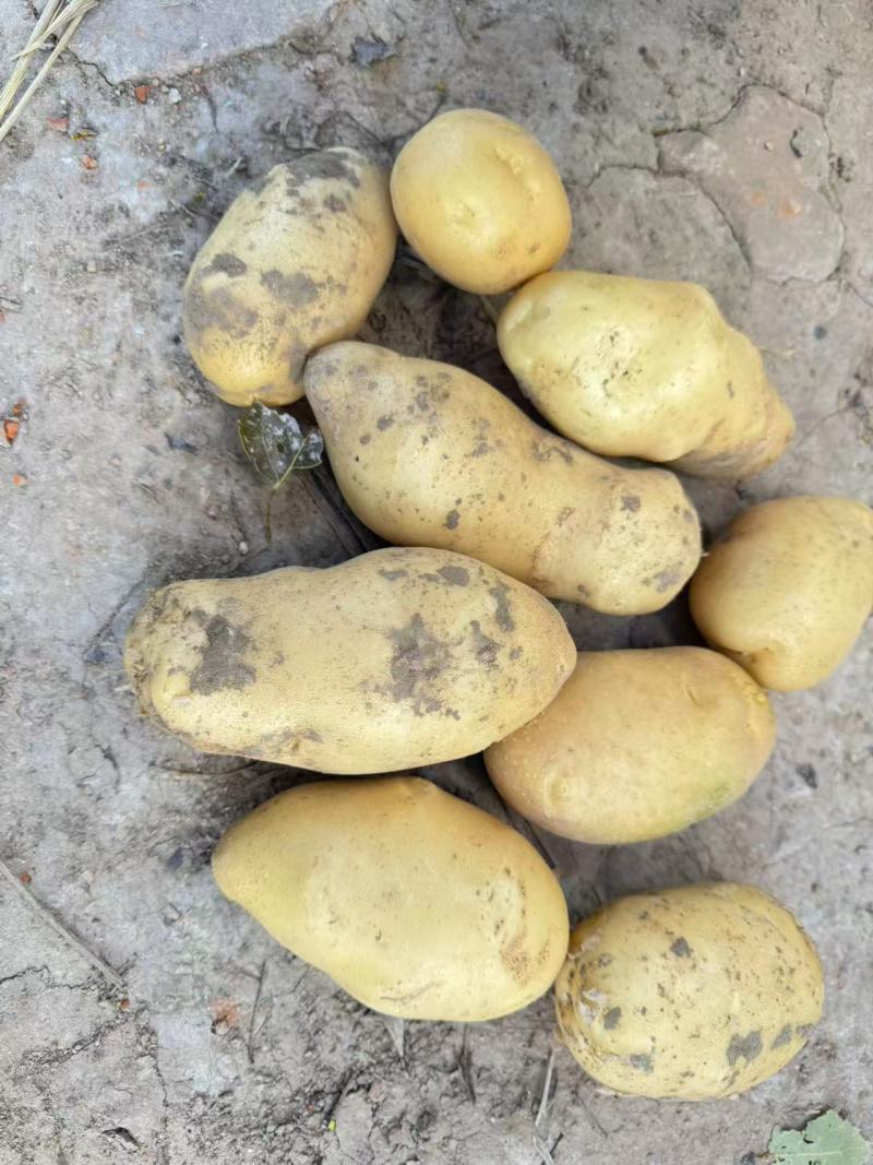 沃土黄心土豆量大优惠