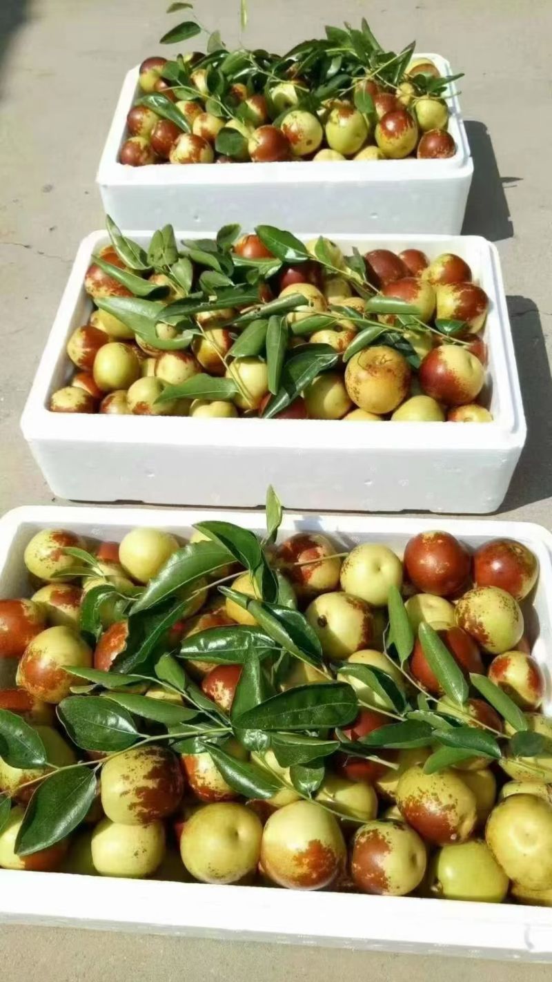 沾化冬枣