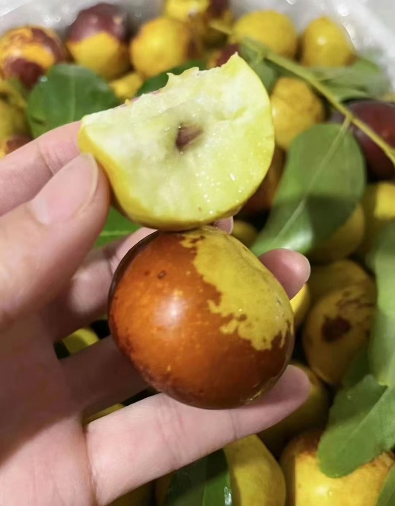 沾化冬枣