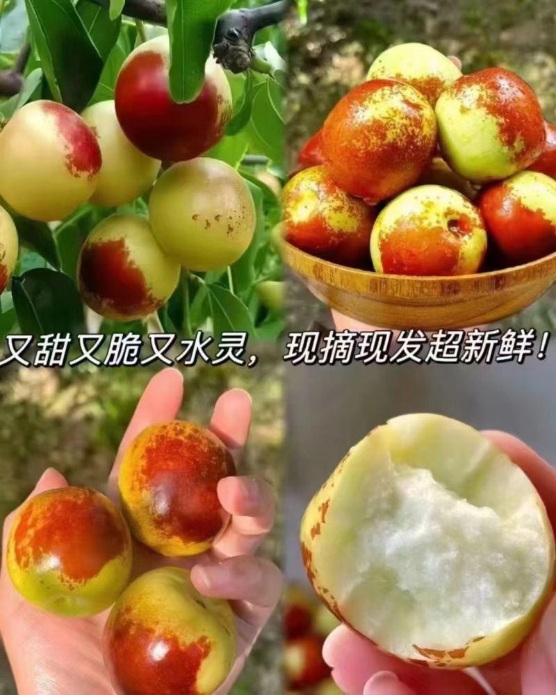 沾化冬枣