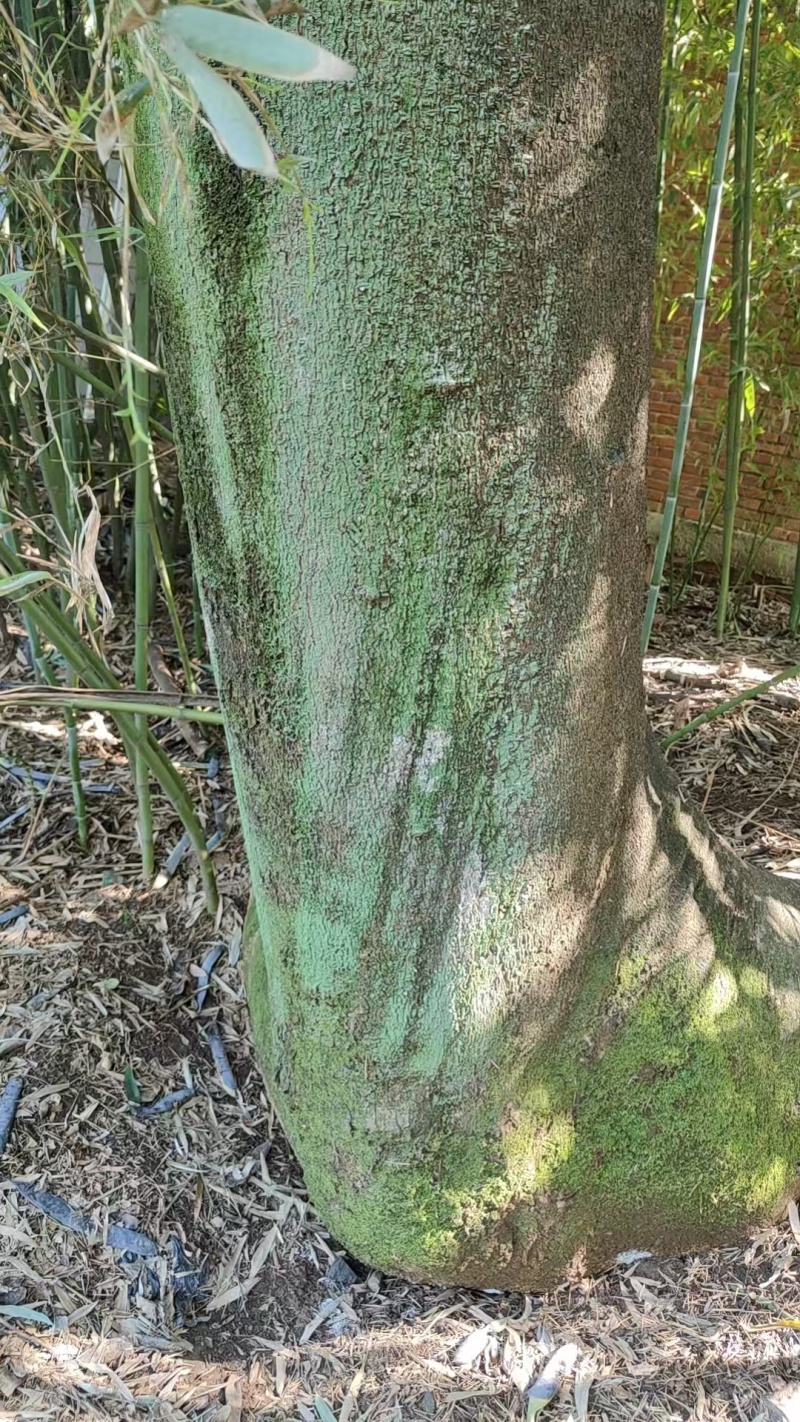 皂角树，40多年树龄，170多公分