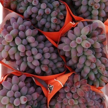 辽宁省锦州市北镇市各个品种葡萄🍇