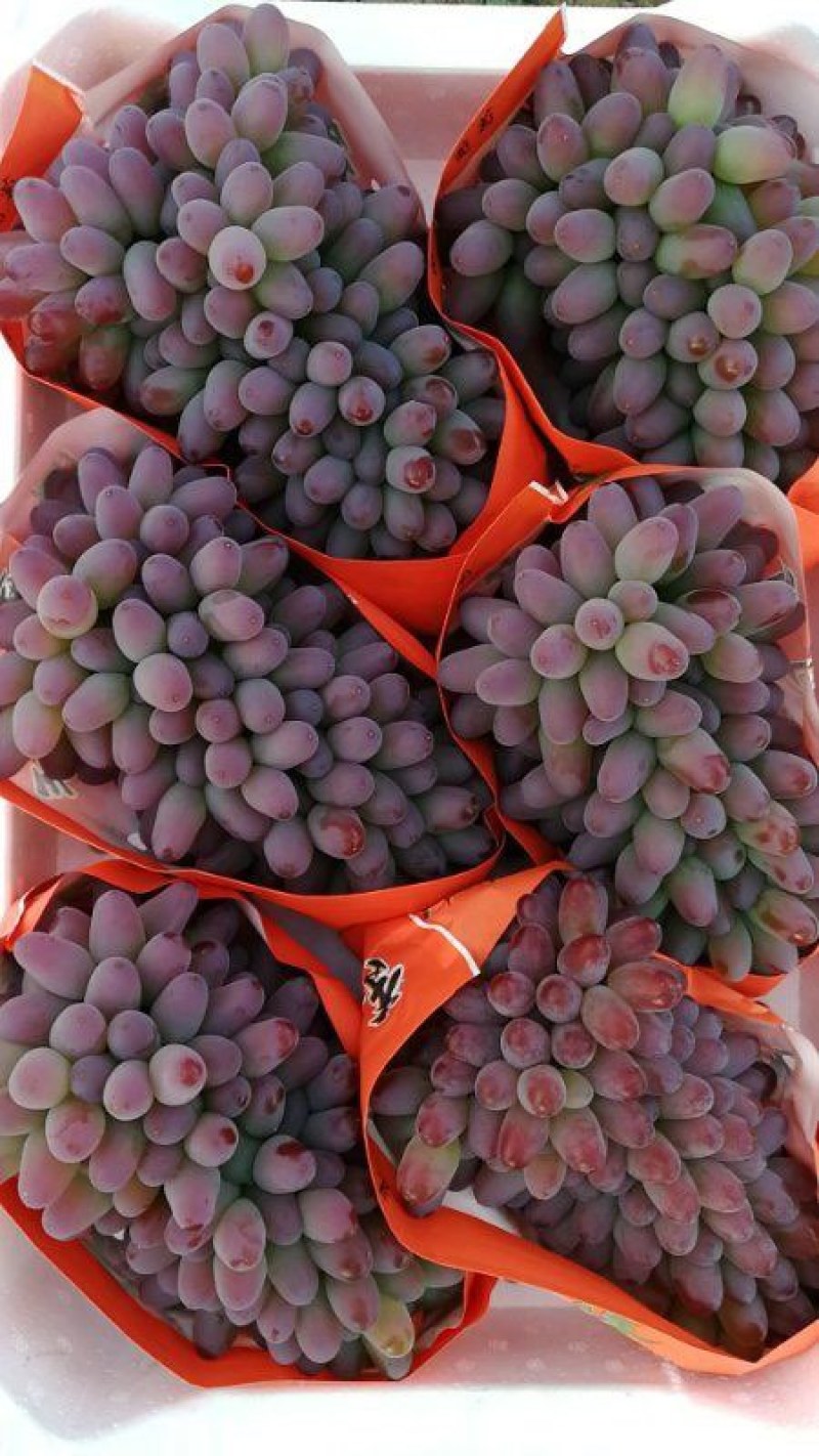 辽宁省锦州市北镇市各个品种葡萄🍇