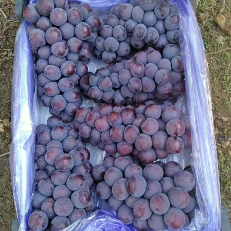 辽宁省锦州市北镇市各个品种葡萄🍇