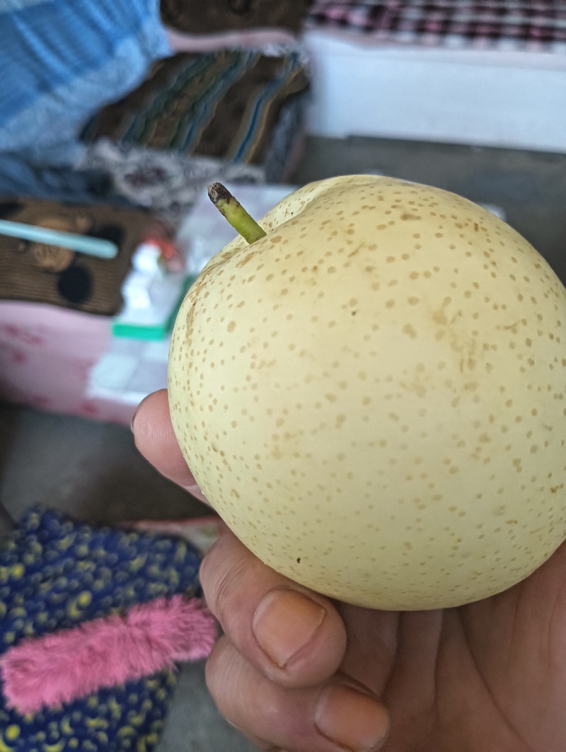 纸袋黄冠梨