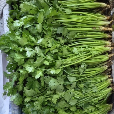 香菜