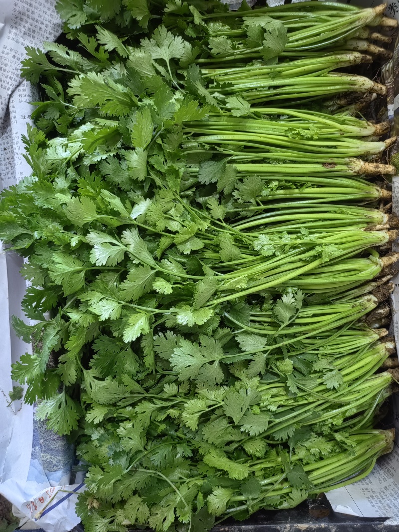 香菜