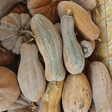 贵州大南瓜
