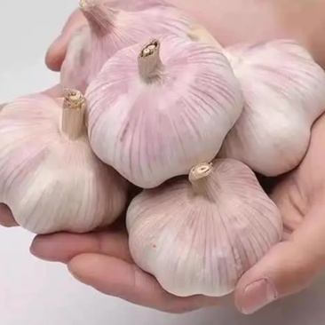 大蒜